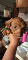 Pepper girl, a female Miniature Dachshund for sale in Brownsville, OR – 4 of 5
