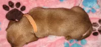 Orange collar, a female Miniature Dachshund for sale in Aumsville, OR – 2 of 4