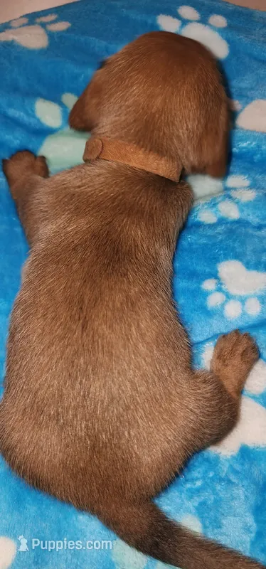 Brown collar – Miniature Dachshund puppy for sale in Aumsville, OR