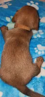 Brown collar, a male Miniature Dachshund for sale in Aumsville, OR – 1 of 5