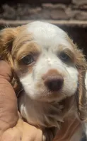 Stark, a male Cocker Spaniel for sale in Chandler, AZ – 8 of 10