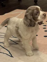 Oakley, a female Cocker Spaniel for sale in Chandler, AZ – 1 of 10