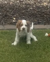 Stark, a male Cocker Spaniel for sale in Chandler, AZ – 6 of 10