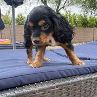 Maggie, a female Cocker Spaniel for sale in Chandler, AZ – 9 of 10
