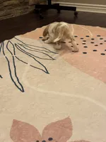 Stack, a male Cocker Spaniel for sale in Chandler, AZ – 6 of 10
