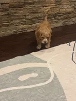 Bruno, a male Cocker Spaniel for sale in Chandler, AZ – 6 of 10