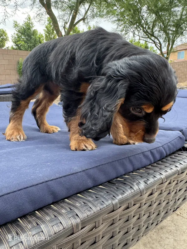 Maggie – Cocker Spaniel puppy for sale in Chandler, AZ