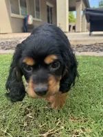 Maggie, a female Cocker Spaniel for sale in Chandler, AZ – 8 of 10