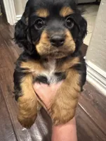 Maggie, a female Cocker Spaniel for sale in Chandler, AZ – 10 of 10