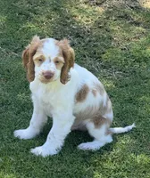 Stack, a male Cocker Spaniel for sale in Chandler, AZ – 3 of 10