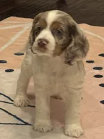 Oakley, a female Cocker Spaniel for sale in Chandler, AZ – 3 of 10