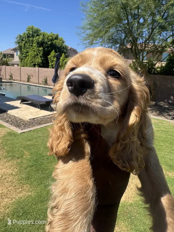 Bruno – Cocker Spaniel puppy for sale in Chandler, AZ
