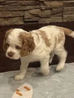 Stark, a male Cocker Spaniel for sale in Chandler, AZ – 3 of 8