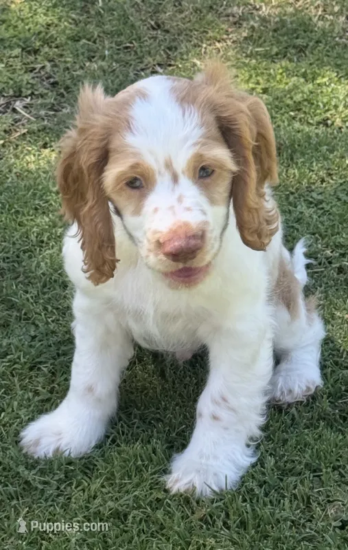 Stack – Cocker Spaniel puppy for sale in Chandler, AZ