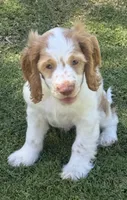 Stack, a male Cocker Spaniel for sale in Chandler, AZ – 1 of 10