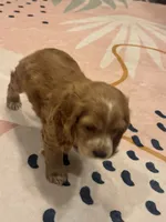 Bruno, a male Cocker Spaniel for sale in Chandler, AZ – 4 of 10
