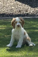 Stack, a male Cocker Spaniel for sale in Chandler, AZ – 7 of 10