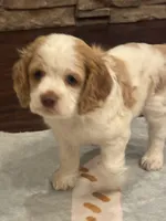 Stark, a male Cocker Spaniel for sale in Chandler, AZ – 2 of 8