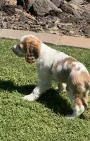 Stack, a male Cocker Spaniel for sale in Chandler, AZ – 5 of 10