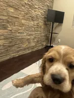 Bruno, a male Cocker Spaniel for sale in Chandler, AZ – 3 of 10