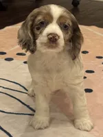 Oakley, a female Cocker Spaniel for sale in Chandler, AZ – 2 of 10