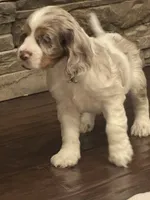 Oakley, a female Cocker Spaniel for sale in Chandler, AZ – 4 of 10