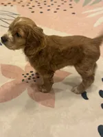 Bruno, a male Cocker Spaniel for sale in Chandler, AZ – 7 of 10