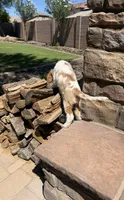 Stack, a male Cocker Spaniel for sale in Chandler, AZ – 6 of 10
