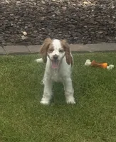 Stark, a male Cocker Spaniel for sale in Chandler, AZ – 3 of 10