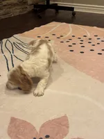 Stack, a male Cocker Spaniel for sale in Chandler, AZ – 5 of 10