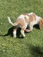 Stack, a male Cocker Spaniel for sale in Chandler, AZ – 10 of 10