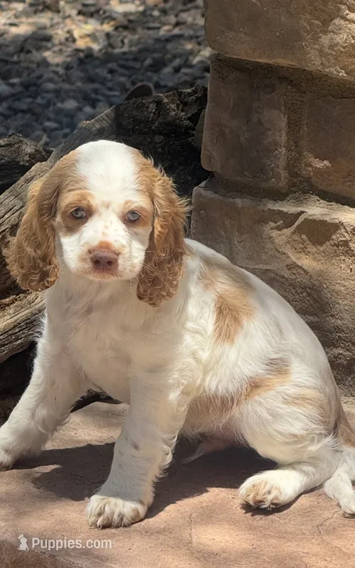 Stark – Cocker Spaniel puppy for sale in Chandler, AZ