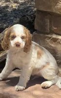Stark, a male Cocker Spaniel for sale in Chandler, AZ – 7 of 10
