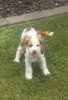 Stark, a male Cocker Spaniel for sale in Chandler, AZ – 4 of 10