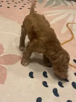 Bruno, a male Cocker Spaniel for sale in Chandler, AZ – 8 of 10