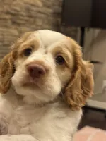 Stack, a male Cocker Spaniel for sale in Chandler, AZ – 1 of 10