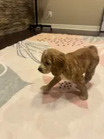 Bruno, a male Cocker Spaniel for sale in Chandler, AZ – 9 of 10