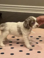 Oakley, a female Cocker Spaniel for sale in Chandler, AZ – 10 of 10