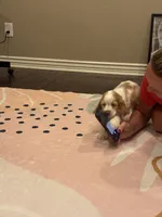Stack, a male Cocker Spaniel for sale in Chandler, AZ – 10 of 10