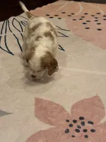 Stark, a male Cocker Spaniel for sale in Chandler, AZ – 8 of 8