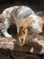 Stack, a male Cocker Spaniel for sale in Chandler, AZ – 8 of 10