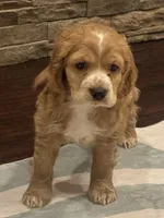 Bruno, a male Cocker Spaniel for sale in Chandler, AZ – 2 of 10