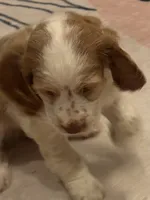 Stack, a male Cocker Spaniel for sale in Chandler, AZ – 8 of 10