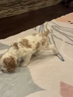 Stark, a male Cocker Spaniel for sale in Chandler, AZ – 5 of 8