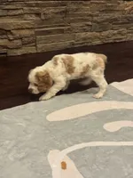 Stark, a male Cocker Spaniel for sale in Chandler, AZ – 6 of 8