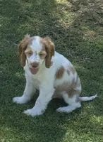 Stack, a male Cocker Spaniel for sale in Chandler, AZ – 2 of 10
