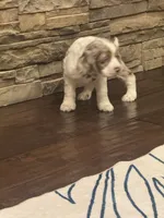 Oakley, a female Cocker Spaniel for sale in Chandler, AZ – 9 of 10