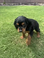 Maggie, a female Cocker Spaniel for sale in Chandler, AZ – 7 of 10