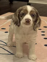 Oakley, a female Cocker Spaniel for sale in Chandler, AZ – 6 of 10