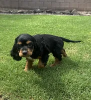 Maggie, a female Cocker Spaniel for sale in Chandler, AZ – 6 of 10